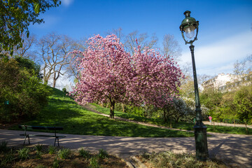 Japanese cherry blossom in Buttes Chaumont Park, Paris