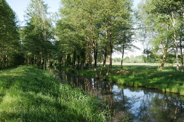 Fototapeta na wymiar Natur am Kanal im Spreewald