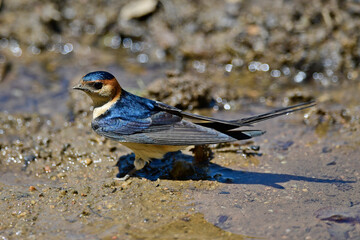 Red-rumped swallow, Lesser Striated Swallow // Rötelschwalbe (Cecropis daurica)