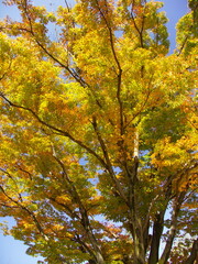 秋の公園の黄葉の欅