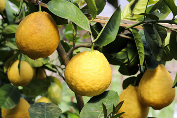 ripe lemons on tree branches. trees with ripe lemon fruits in a greenhouse