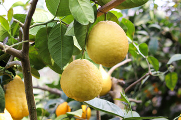 ripe lemons on tree branches. trees with ripe lemon fruits in a greenhouse