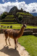 lama at Machu Picchu 