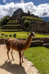 Papier Peint photo Lama lama at Machu Picchu 