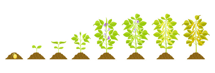 Soybean growth stages. Vector botanical illustration of germination and ripening phases of legumes.