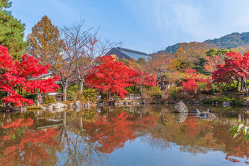 scenery of Maruyama Park in kyoto, japan in autumn