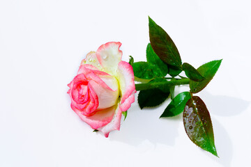 A beautiful fresh pink rose isolated on white background