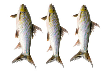 Fresh fish isolated on white background.
