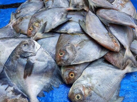 pile of pompret fish in indian fish market for sale in asia