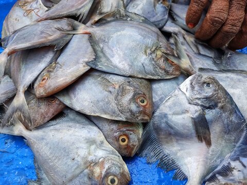 pile of pompret fish in indian fish market for sale in asia
