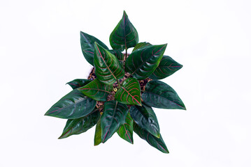Aglonema rotundum in pot and seen from above isolated on white background with clipping path included. The leaves are dominated by a bright red and green color, can be used as wallpaper