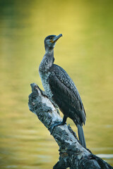 Nahaufnahme eines Kormoran welcher sich auf einem Ast niedergelassen hat