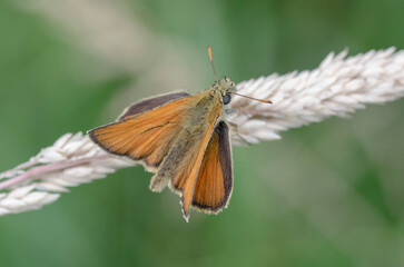 an ocher brown skipper in nature