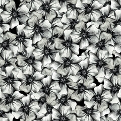 Seamless Pattern with Hand-Drawn Flower. Black Background with Thin-leaved Marigolds for Print, Design, Holiday, Wedding and Birthday Card.