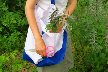 a woman collects a medicinal plant motherwort in the field. traditional medicine concept