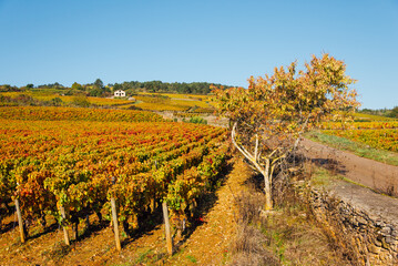 Fototapeta na wymiar un paysage de vignoble automnal. Des vignes en automne. La Côte-d'Or en automne. La Bourgogne et ses vignes dorées pendant l'automne. Des collines couvertes de vignes en automne. Le temps des vendange