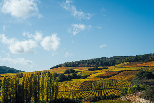 un paysage de vignoble automnal. Des vignes en automne. La Côte-d'Or en automne. La Bourgogne et ses vignes dorées pendant l'automne. Des collines couvertes de vignes en automne. Le temps des vendange © david