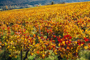 un paysage de vignoble automnal. Des vignes en automne. La Côte-d'Or en automne. La Bourgogne et ses vignes dorées pendant l'automne. Des collines couvertes de vignes en automne. Le temps des vendange