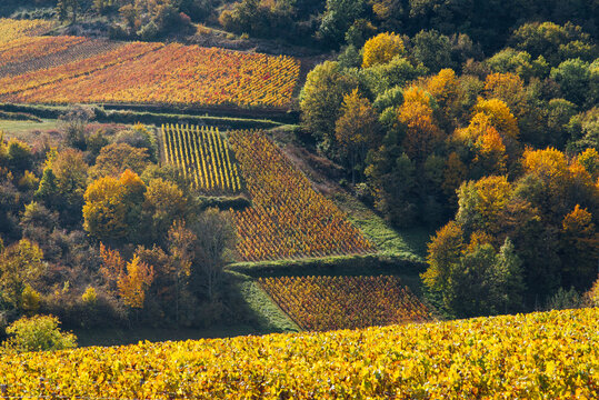 un paysage de vignoble automnal. Des vignes en automne. La C&ocirc;te-d'Or en automne. La Bourgogne et ses vignes dor&eacute;es pendant l'automne. Des collines couvertes de vignes en automne. Le temps des vendange