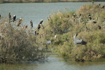 Grey heron Ardea cinerea, great cormorants Phalacrocorax carbo and reed cormorants Microcarbo africanus. Oiseaux du Djoudj. Saint-Louis. Senegal.
