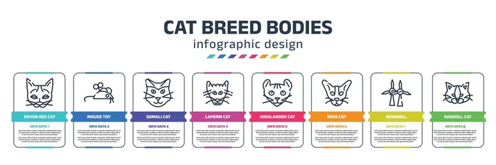 cat breed bodies infographic design template with devon rex cat, mouse toy, somali cat, laperm highlander nese windmill, ragdoll icons. can be used for web, banner, info graph.