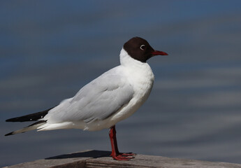 Black-headed gull