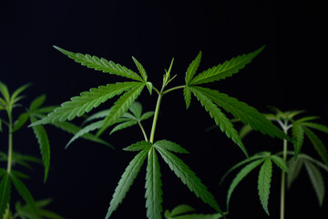 Fototapeta na wymiar cannabis leaf hemp leaf medicinal plant green with narcotic substance dark dark background
