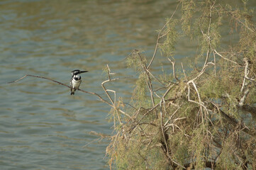 Male pied kingfisher Ceryle rudis. Oiseaux du Djoudj National Park. Saint-Louis. Senegal.