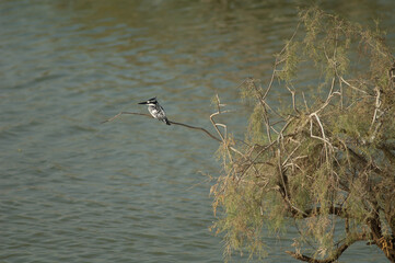 Male pied kingfisher Ceryle rudis. Oiseaux du Djoudj National Park. Saint-Louis. Senegal.
