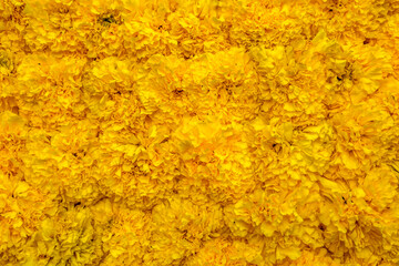 Tapis de fleurs jaunes 