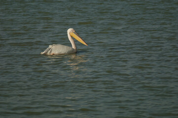 Great white pelican Pelecanus onocrotalus. Oiseaux du Djoudj National Park. Saint-Louis. Senegal.