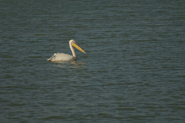 Great white pelican Pelecanus onocrotalus. Oiseaux du Djoudj National Park. Saint-Louis. Senegal.