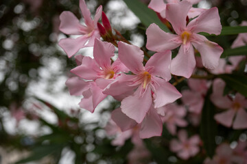 ピンクのキョウチクトウ（ Nerium oleander var....
