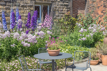 Fototapeta na wymiar Tall delphinium and campanula flowering plants in a cottage garden.
