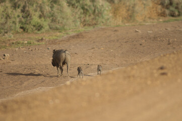 Nolan warthogs Phacochoerus africanus africanus. Female with young. Oiseaux du Djoudj National Park. Saint-Louis. Senegal.
