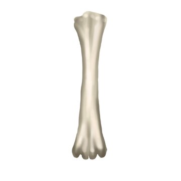 watercolor realistic bone. animal bone