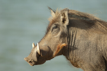 Nolan warthog Phacochoerus africanus africanus. Oiseaux du Djoudj National Park. Saint-Louis....
