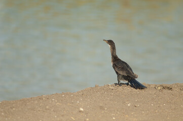Reed cormorant Microcarbo africanus. Oiseaux du Djoudj National Park. Saint-Louis. Senegal.