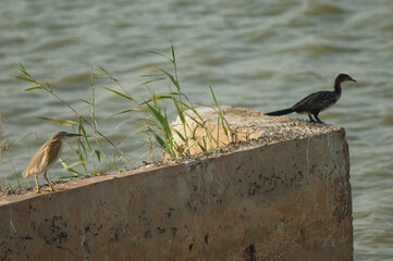 Squacco heron Ardeola ralloides and reed cormorant Microcarbo africanus on a wall. Oiseaux du Djoudj National Park. Saint-Louis. Senegal.