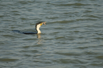 Great cormorant Phalacrocorax carbo with a catfish. Oiseaux du Djoudj National Park. Saint-Louis. Senegal.