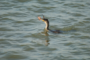 Great cormorant Phalacrocorax carbo with a catfish. Oiseaux du Djoudj National Park. Saint-Louis....