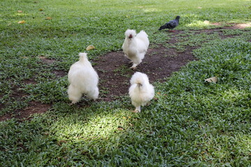 white chickens on green grass