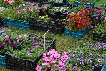Flowers growing in plastic pots for sale in greenhouse.