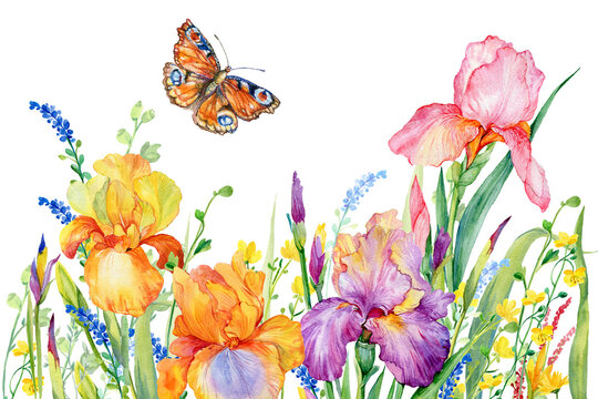 Watercolor summer floral background for cards and invitations .Delicate iris flowers and butterflies