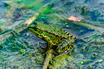 Edible frog, Pelophylax esculentus also known as the common water frog or green frog, European dark-spotted, European black-spotted pond, and European black-spotted frog.