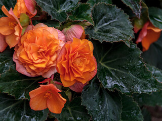 Large double begonia flowers close-up © bonilook
