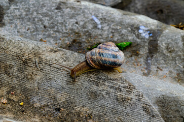 A large snail in the shell crawls on the slate, a summer day in the garden. A series of photographs 