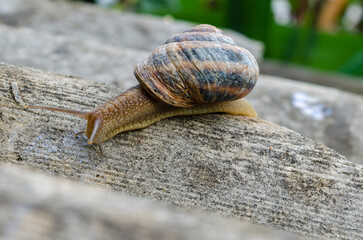 A large snail in the shell crawls on the slate, a summer day in the garden. A series of photographs 
