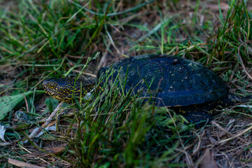 The European pond turtle crawls to the river along the shore. This is a long-lived species of freshwater turtles. A series of photos.