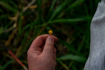 Close-up of a fisherman's hands stringing yellow corn on the hook of a fishing rod. Subject: bait for rattan, crucian carp, roach, bleak, minnow, perch, bream, walleye, carp. A series of pictures.